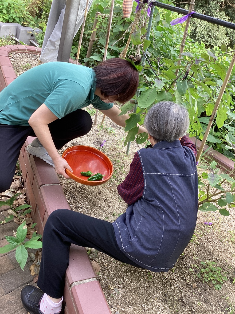 園芸療法