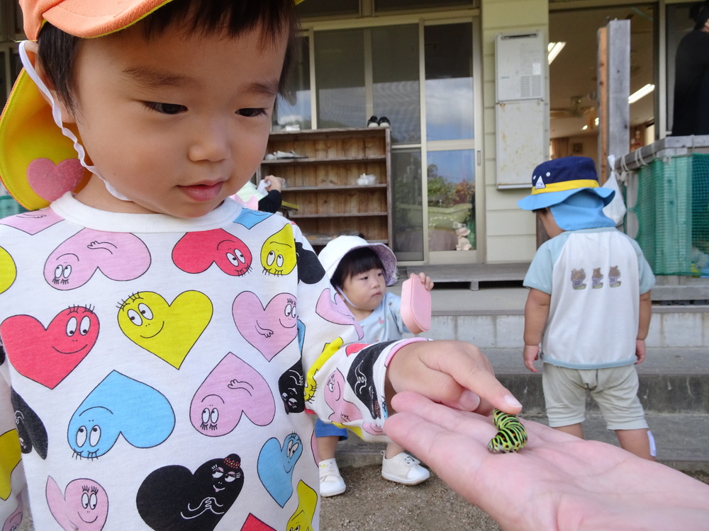 ツマグロヒョウモンの幼虫 (1)