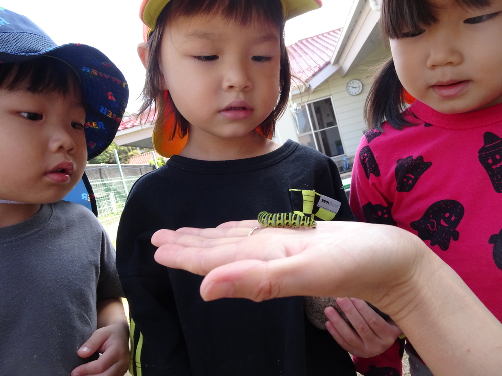 ツマグロヒョウモンの幼虫 (3)