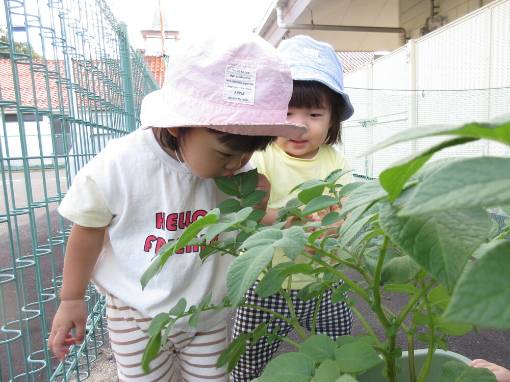 じゃがいも畑の観察