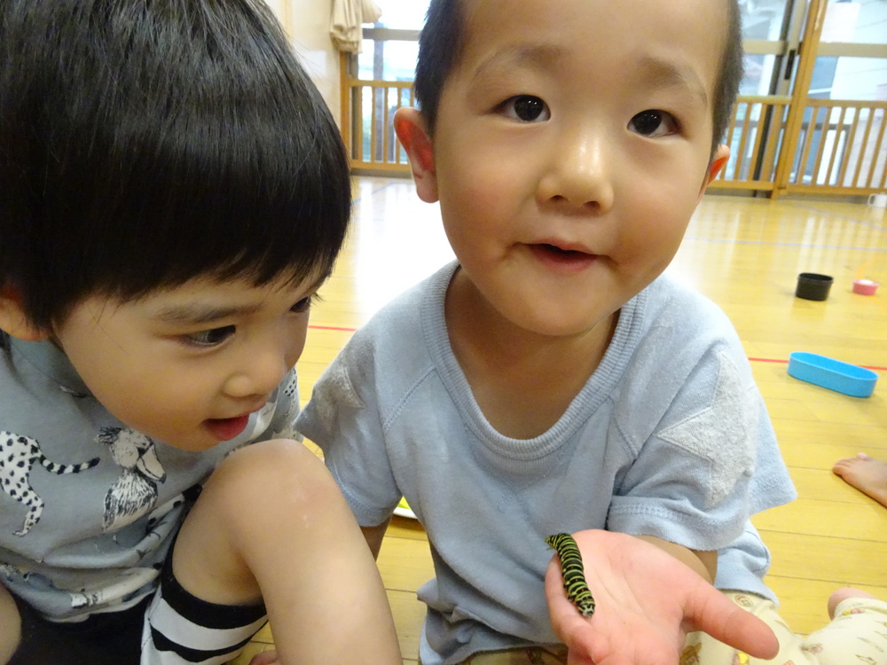 幼虫の観察 (1)