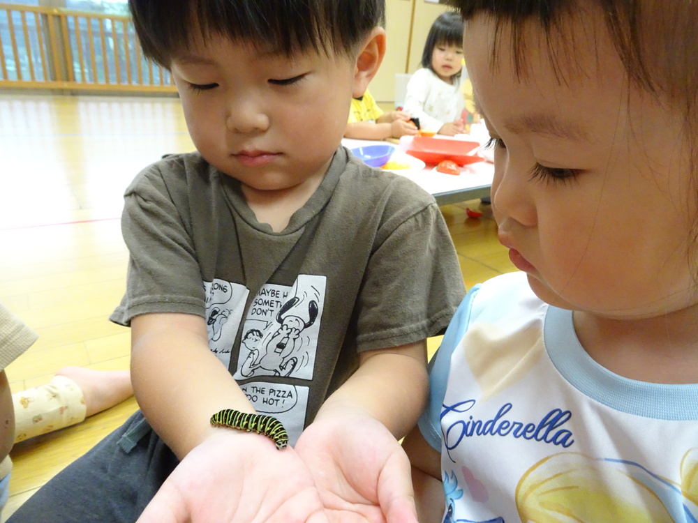 幼虫の観察 (2)