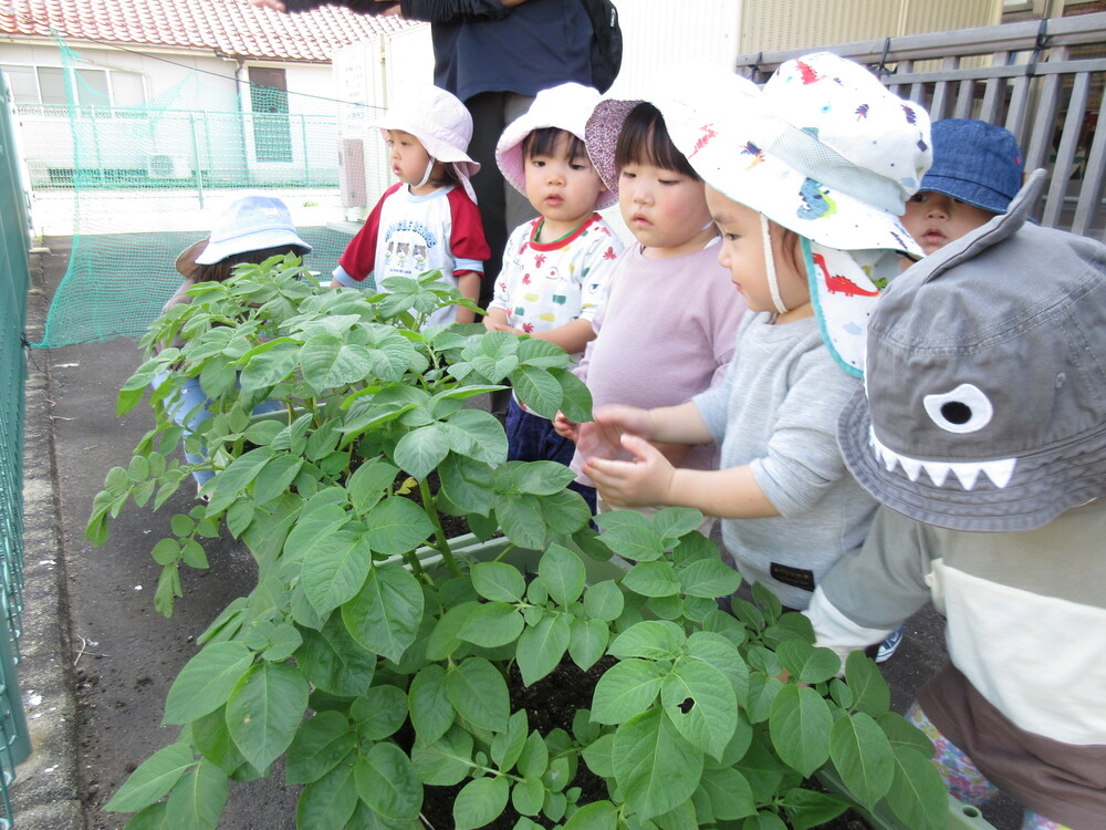 じゃがいもの観察