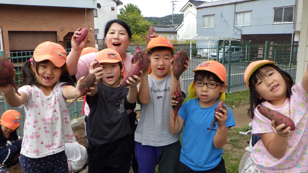 芋ほりの様子