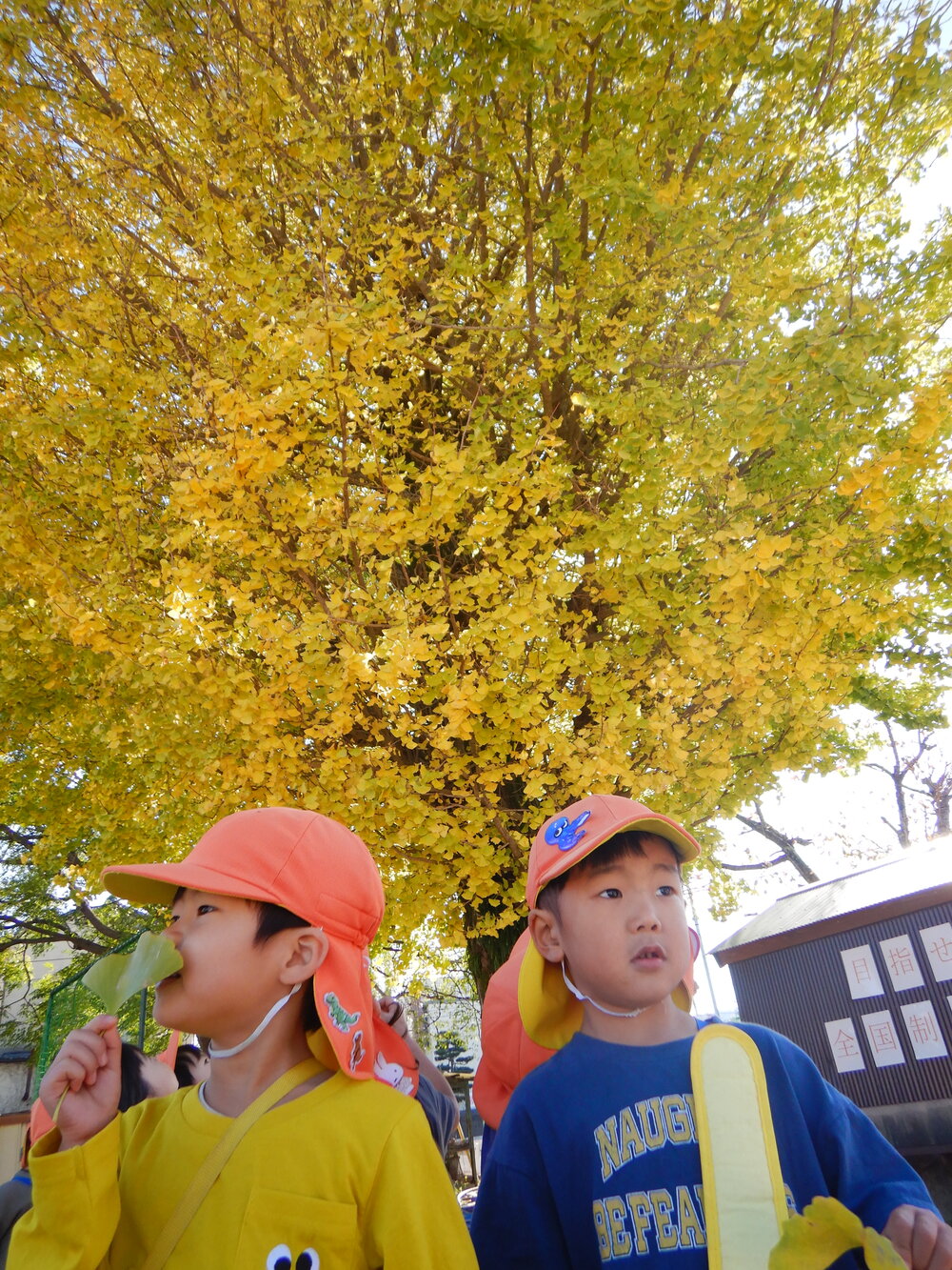 イチョウの木