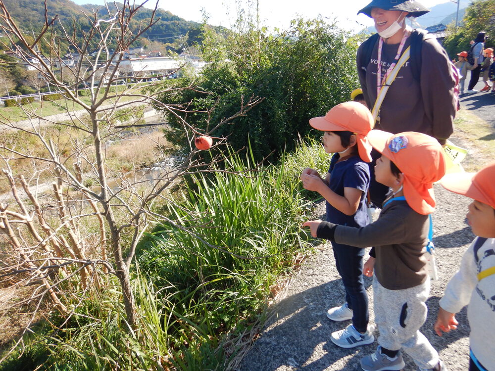 カキの木