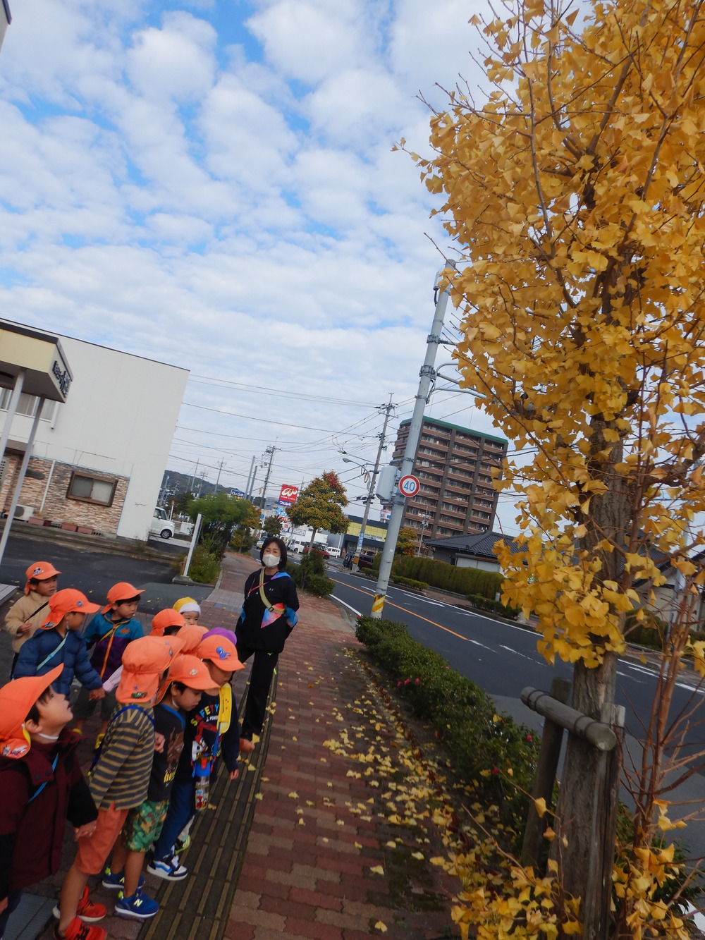 イチョウの木