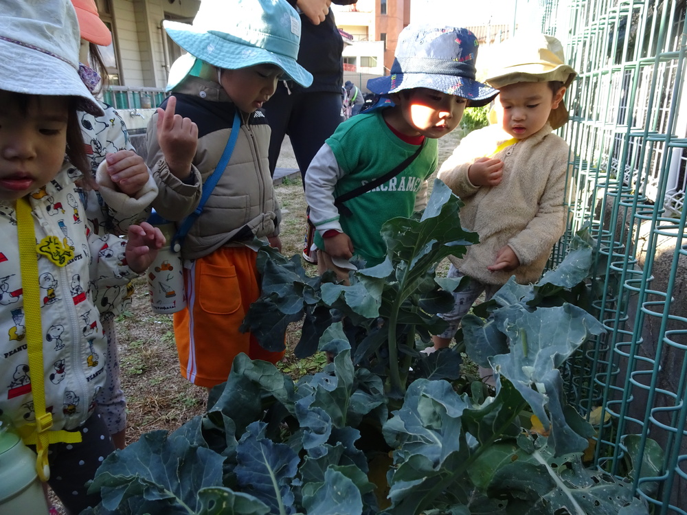 冬野菜の生長 (2)