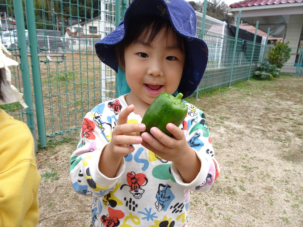 ピーマン収穫