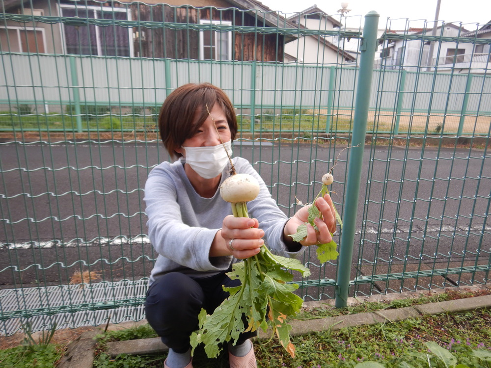 カブの収穫