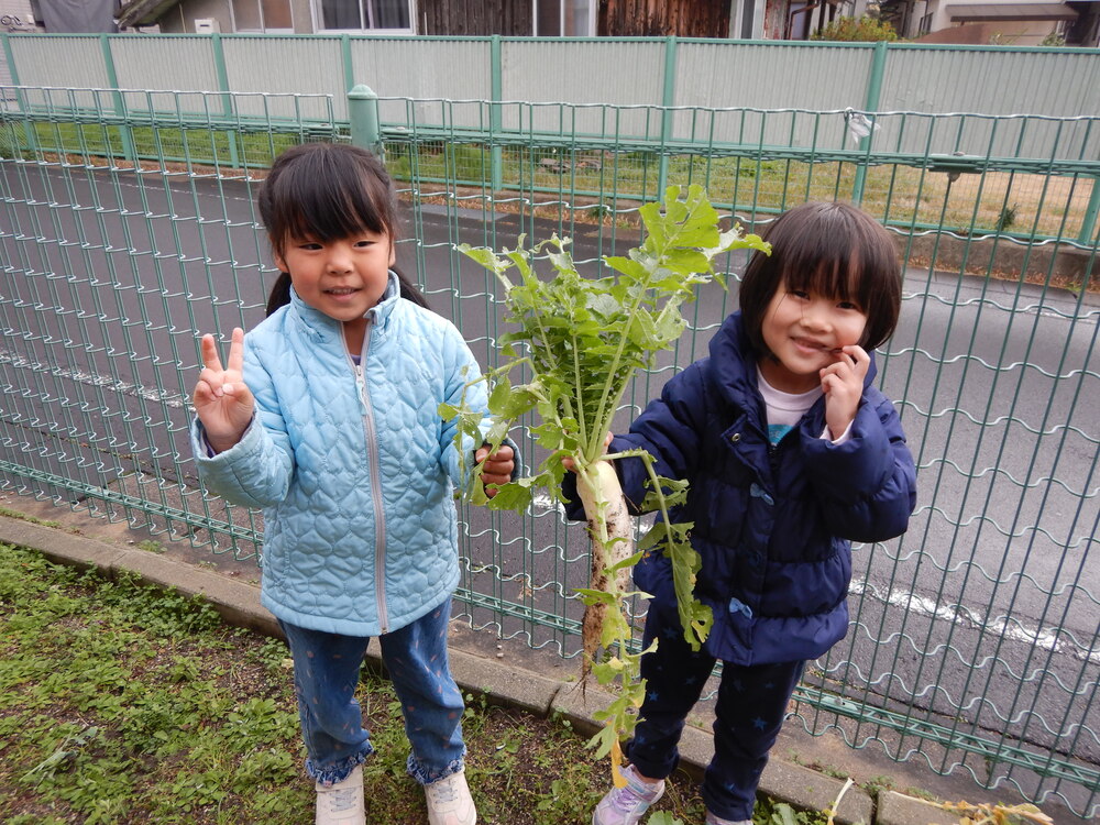 大根を見せる