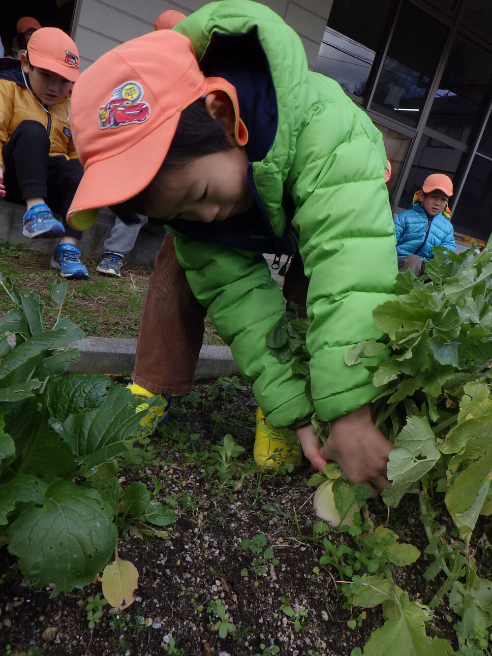 冬野菜の収穫