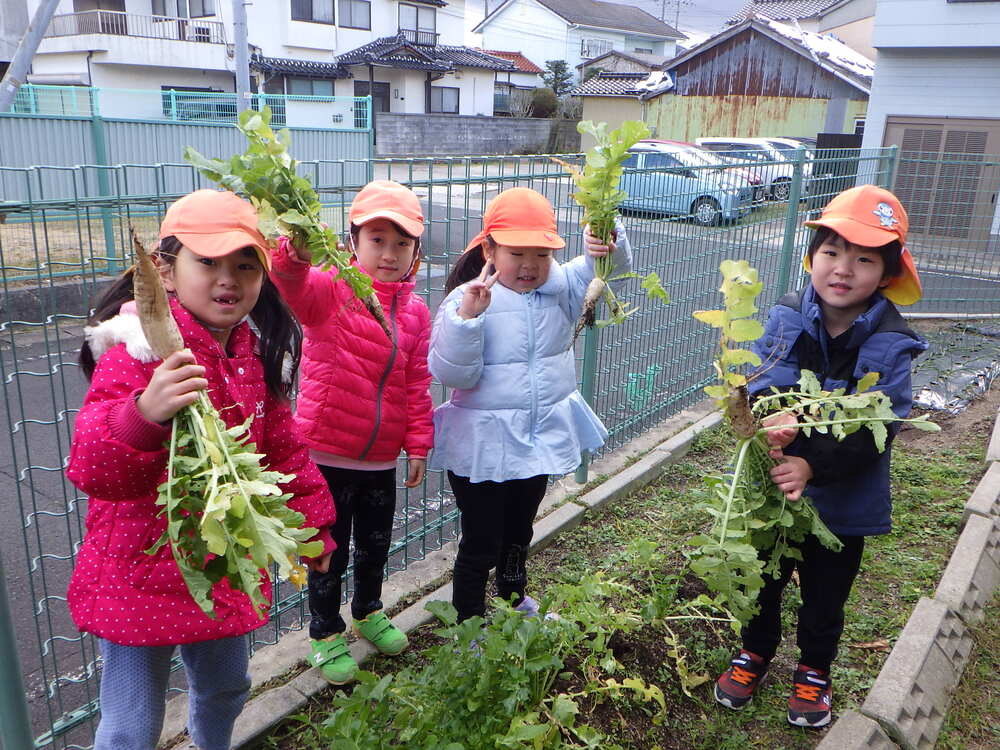 冬野菜の収穫