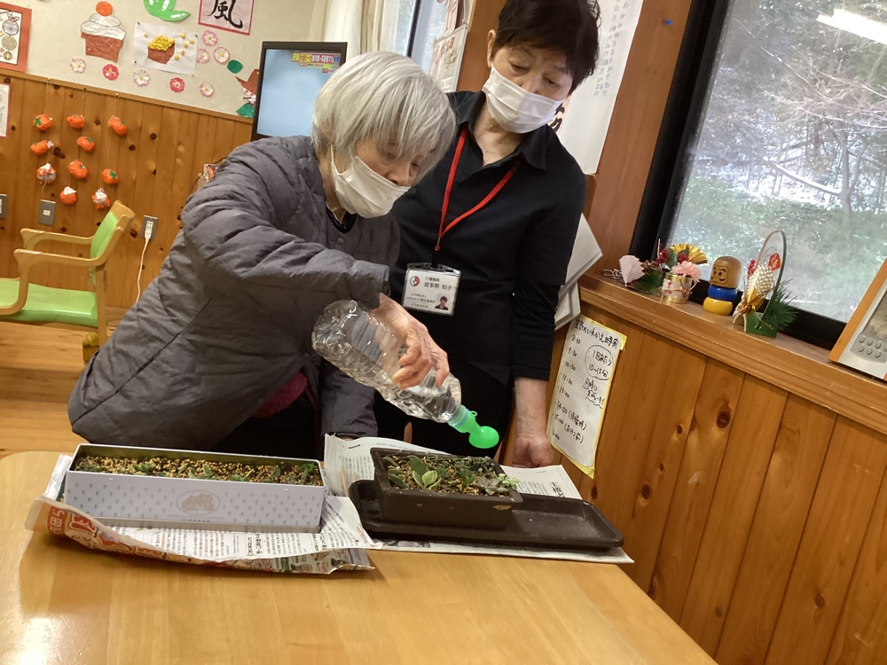 多肉植物