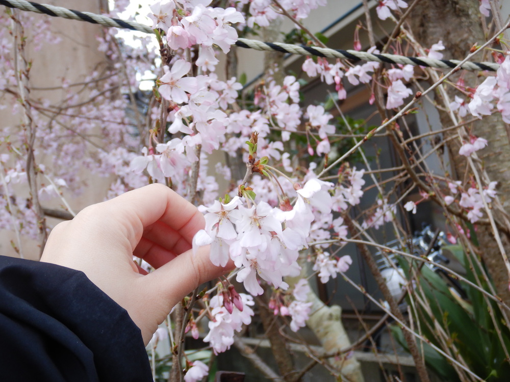 桜