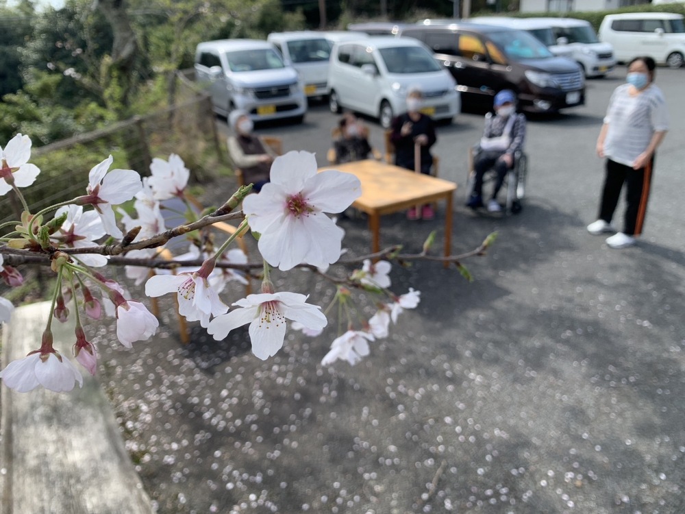 桜