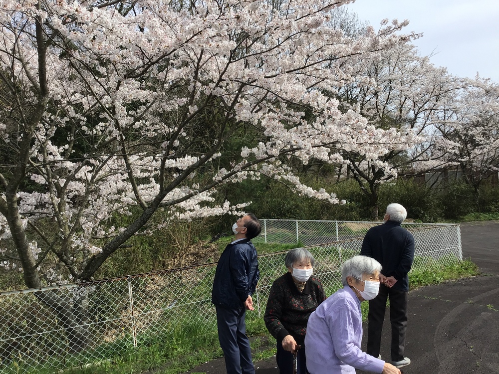 桜