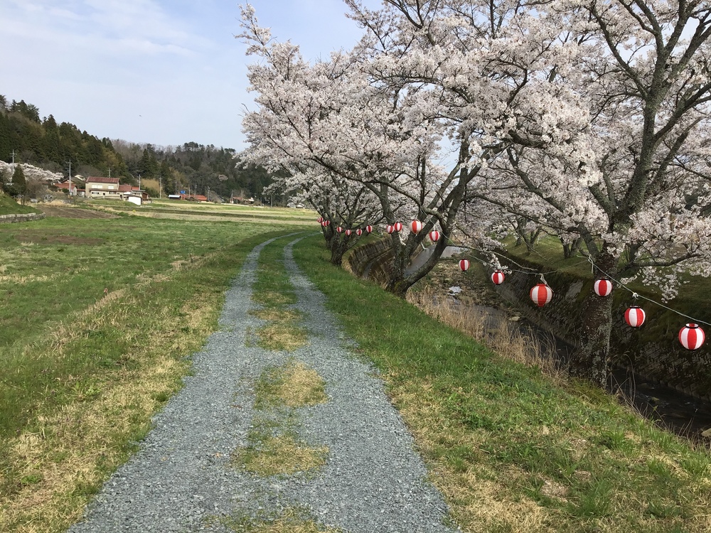 桜