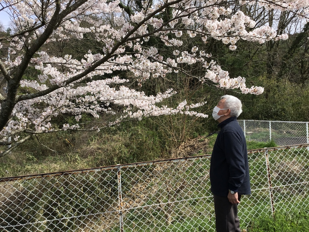 桜