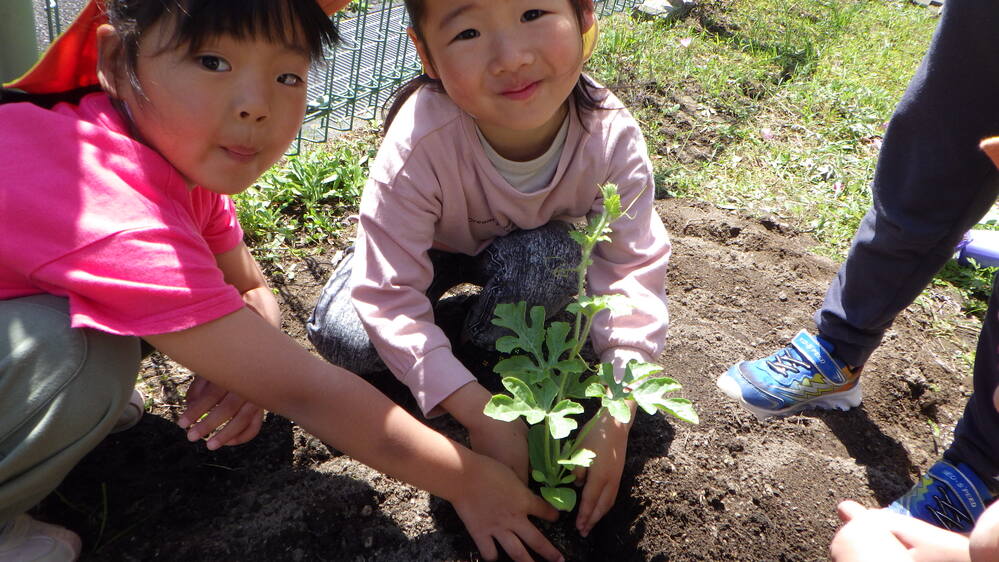 苗植えの様子
