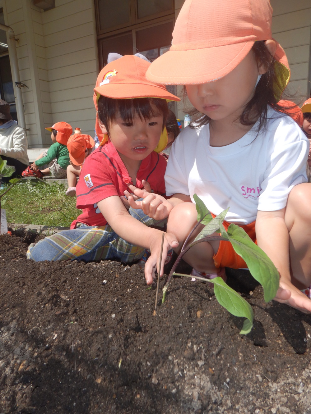 畑に苗を植える子ども