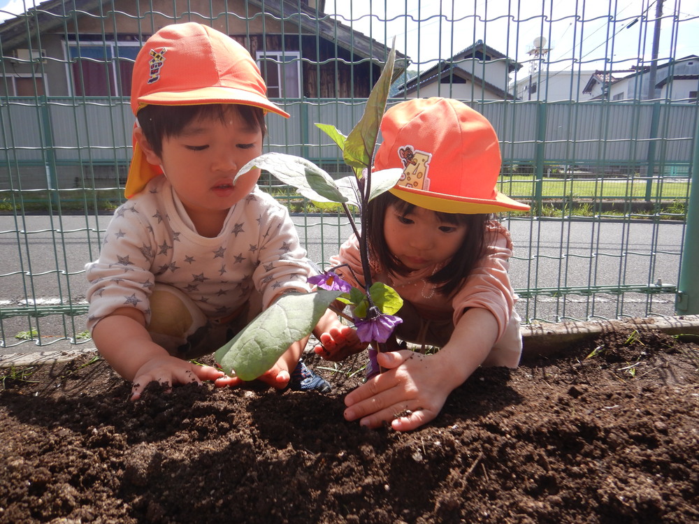 畑に苗を植える子ども