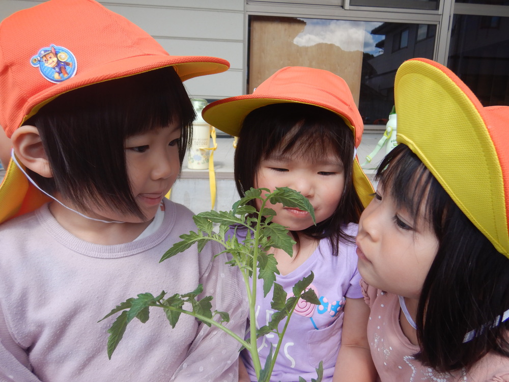 苗の匂いを嗅ぐ子ども