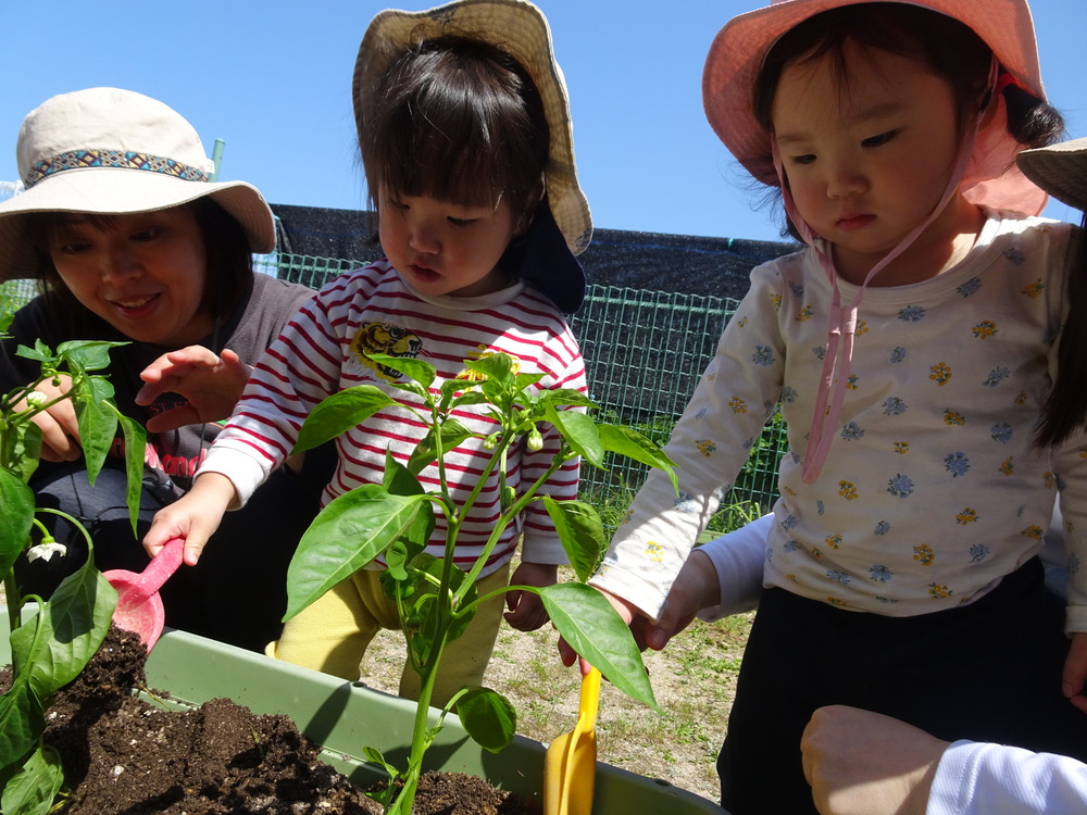 野菜の苗植え (2)