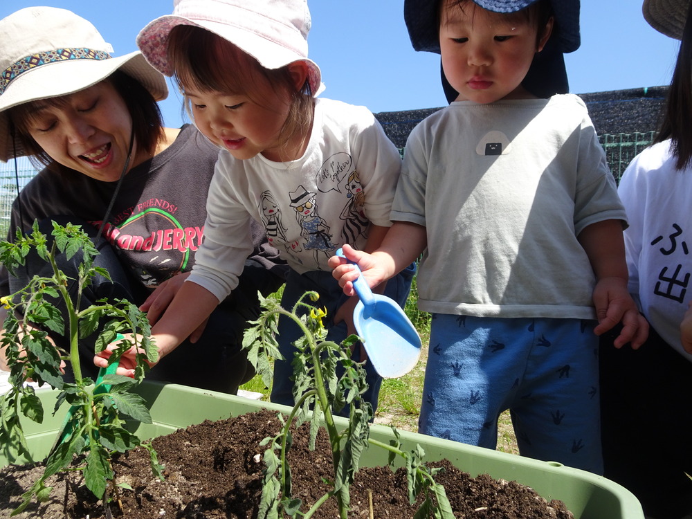 野菜の苗植え (3)
