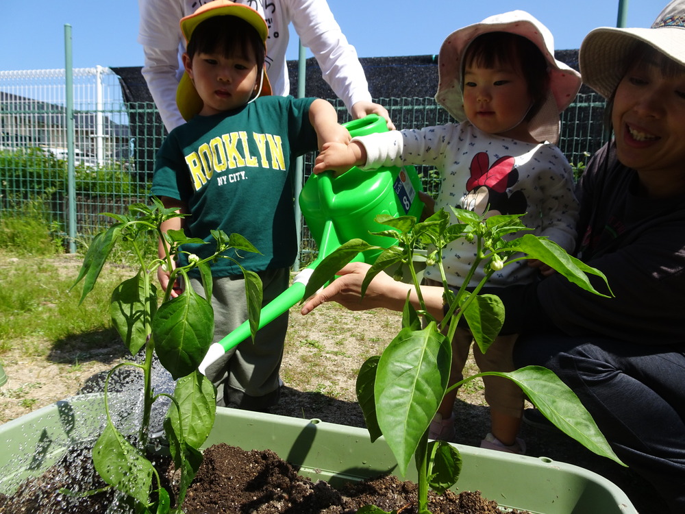 野菜の苗植え (4)