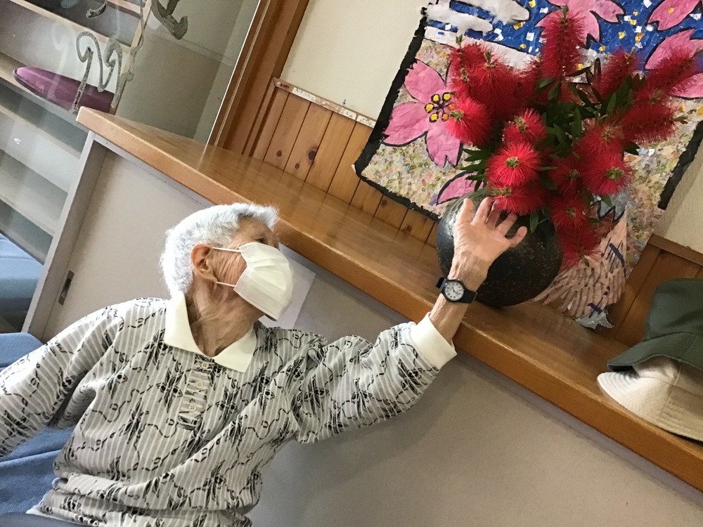 ブラシの木
