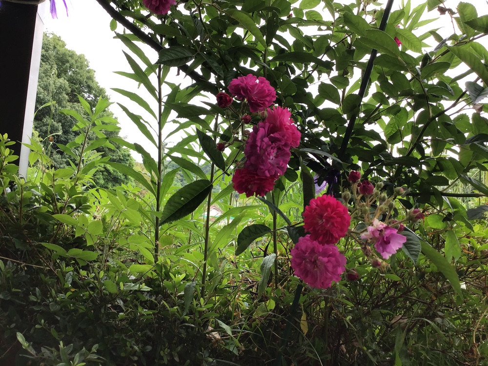 花