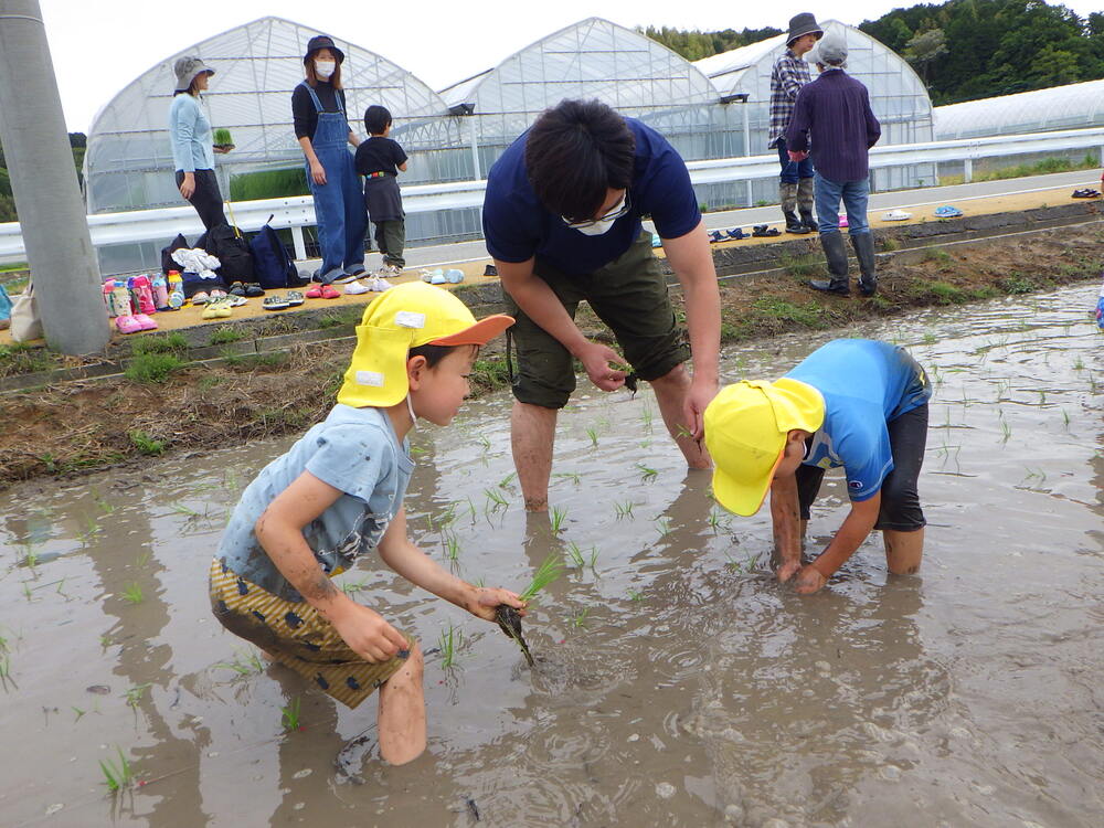 田植え体験