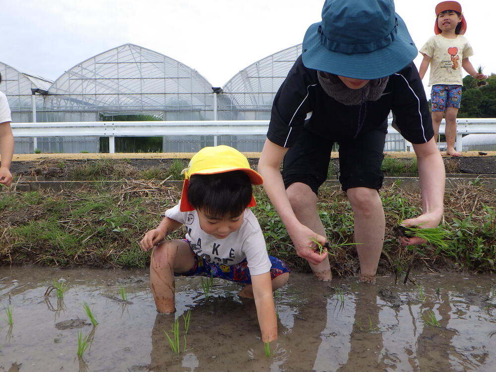 田植え体験