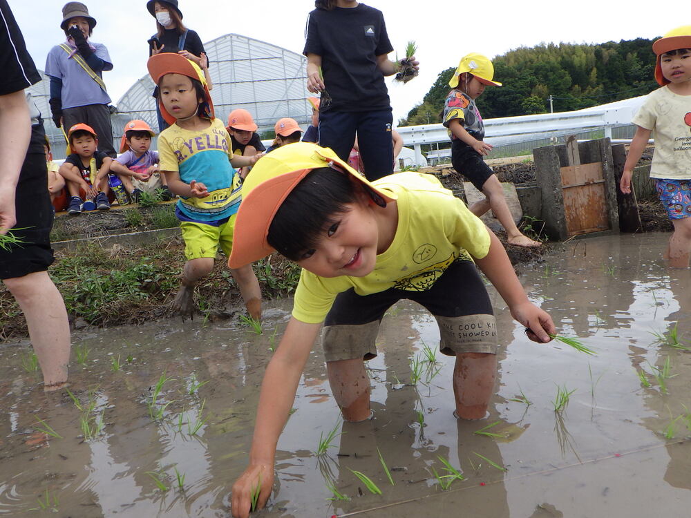 田植え体験