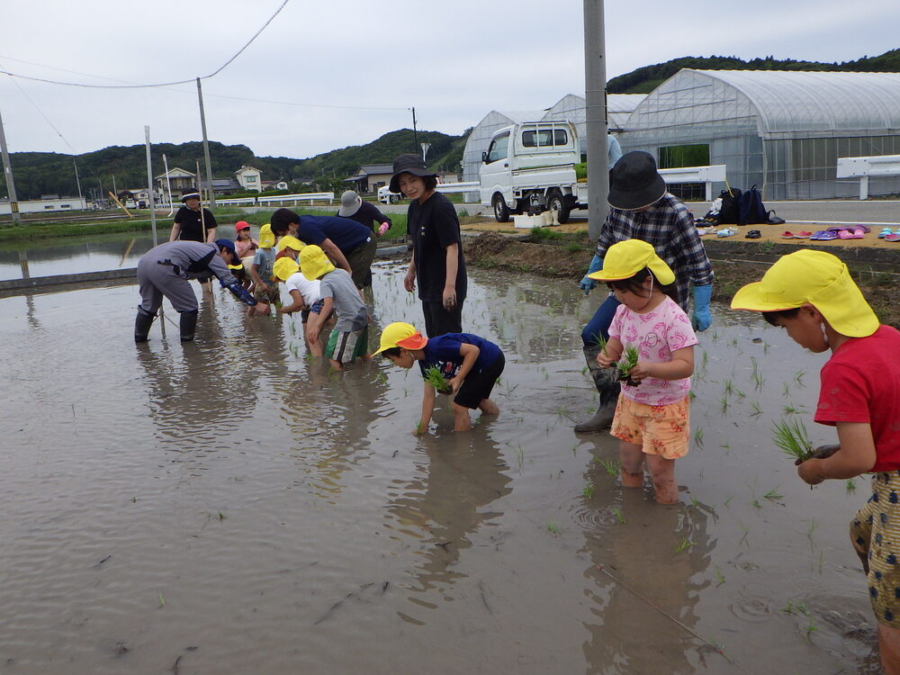 田植え体験