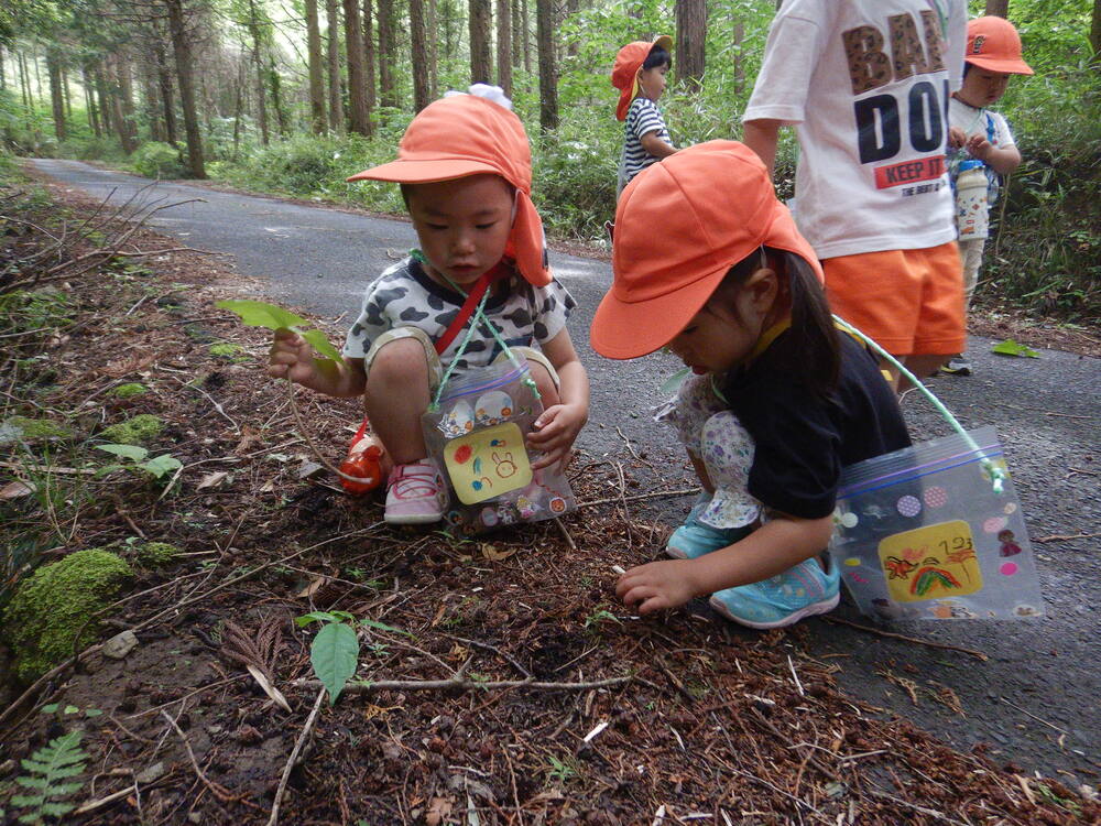 トトロの森で植物を探す