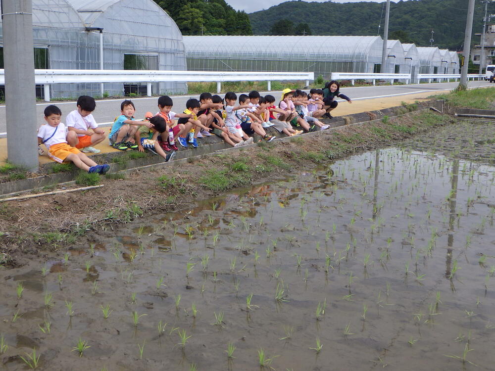 田んぼの様子を見ている