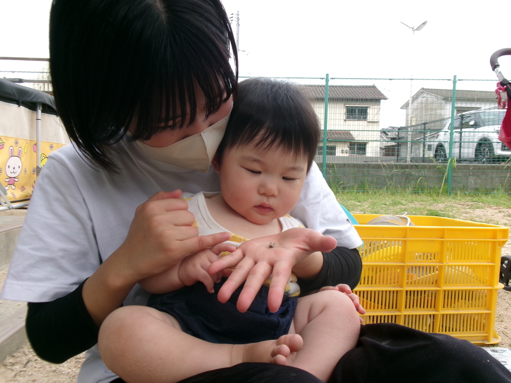 ダンゴムシの観察