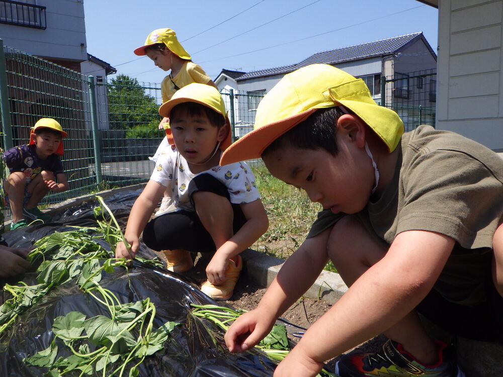 さつま芋の苗植え