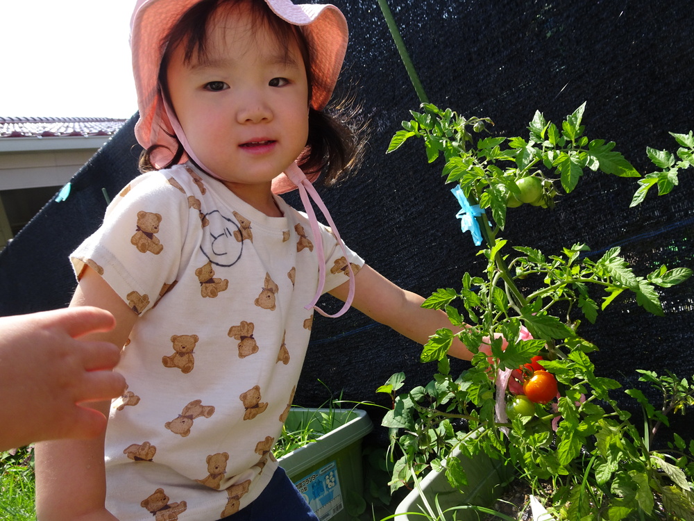 野菜の観察 (1)