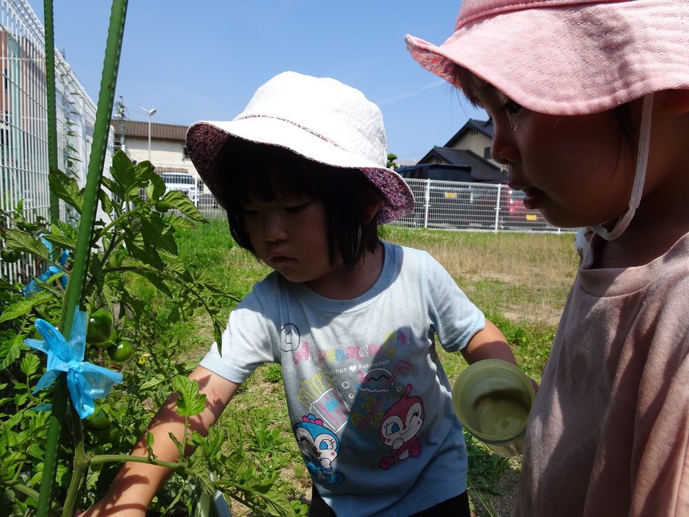 野菜の観察 (2)