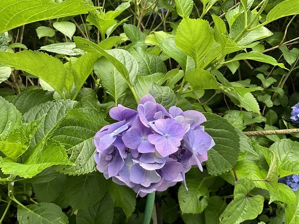 紫陽花1