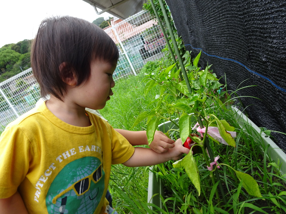 野菜を収穫する子ども (2)