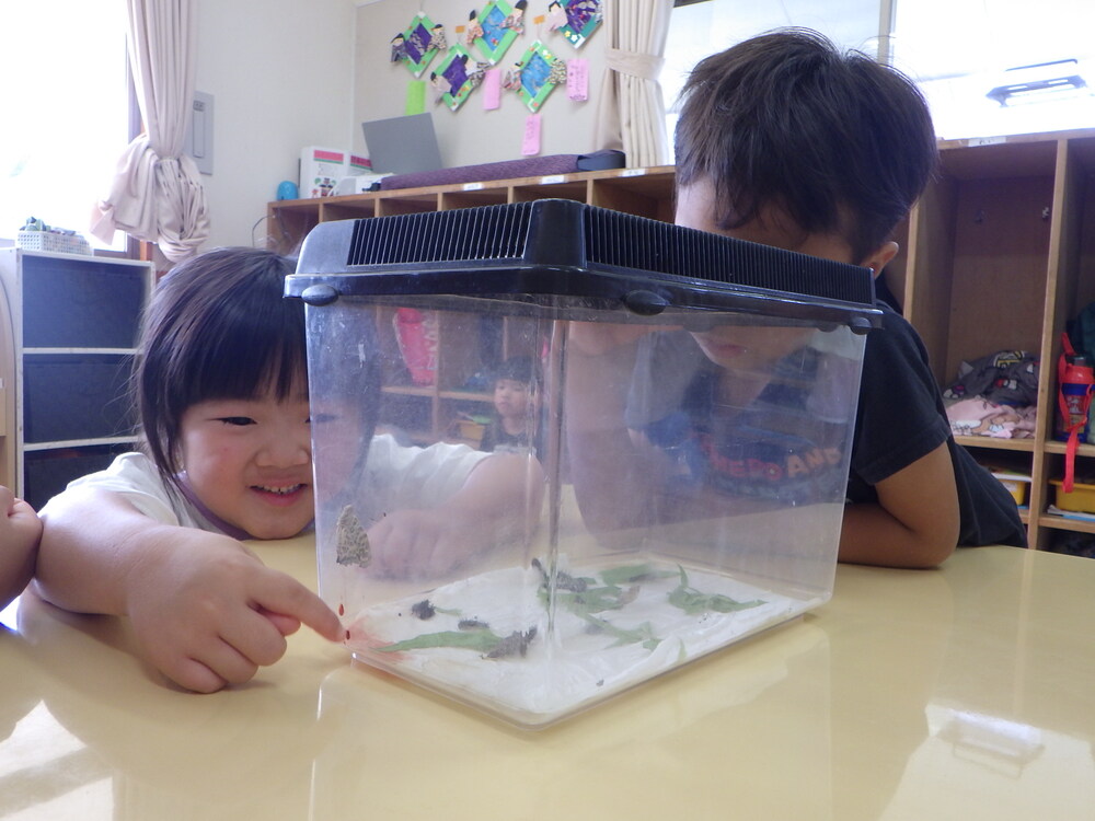 ちょうちょの観察