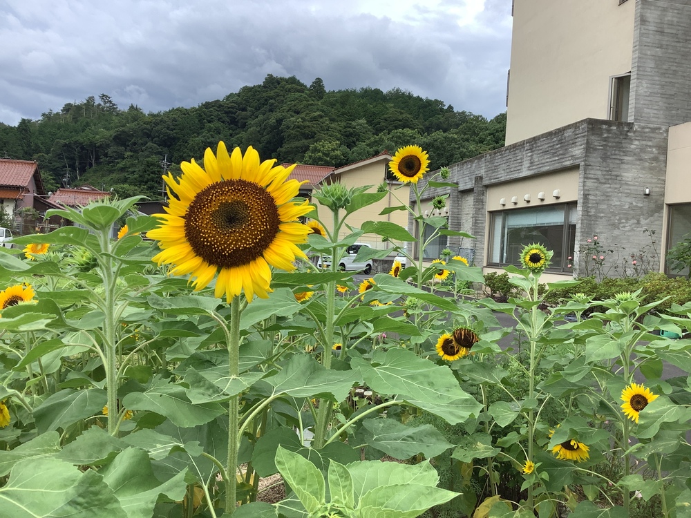 ひまわり