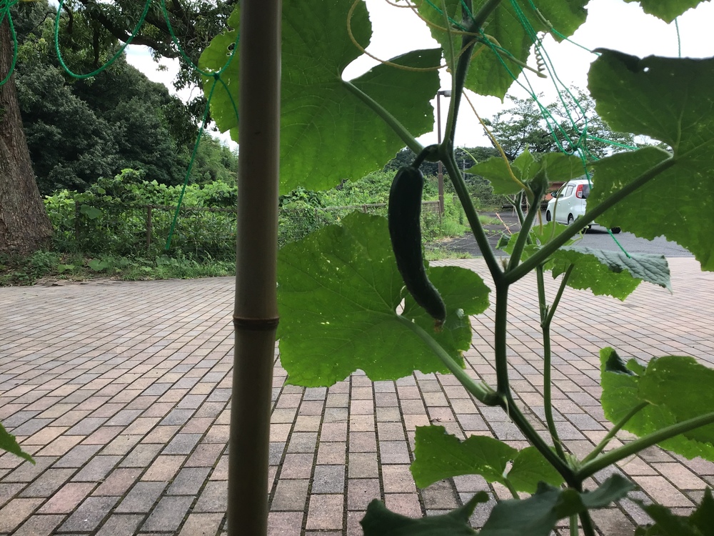 野菜
