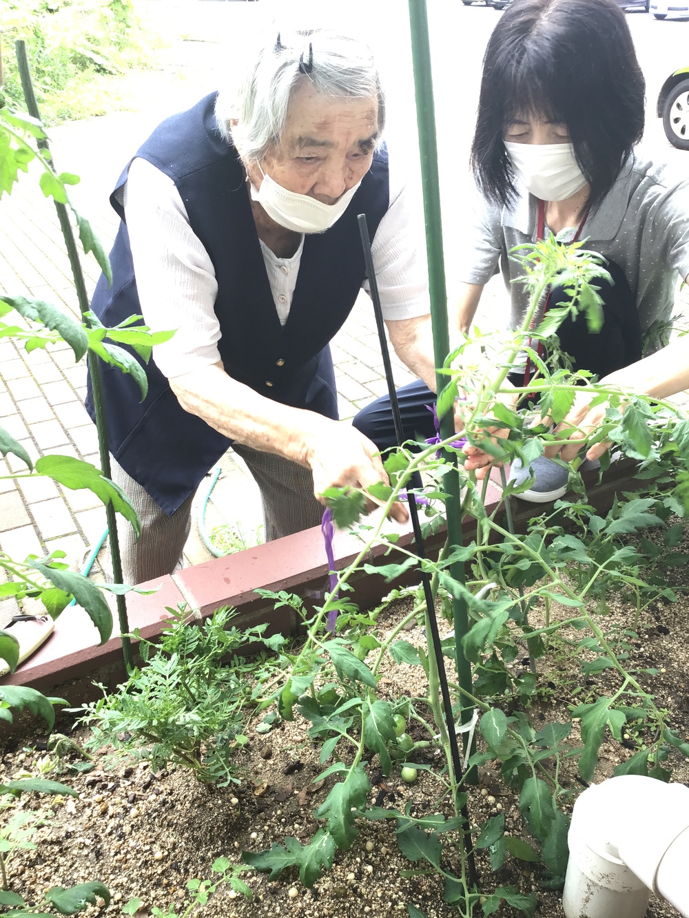 トマト