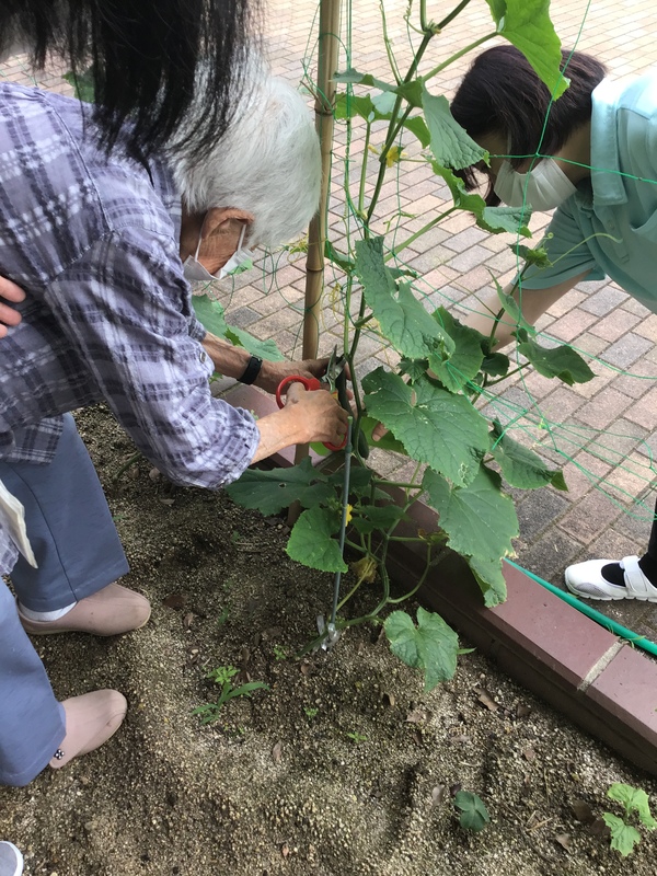 キュウリが1本大きくなっていました