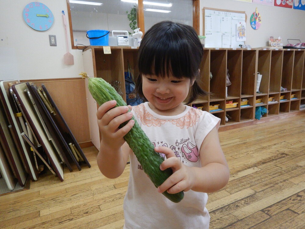 野菜収穫 (1)